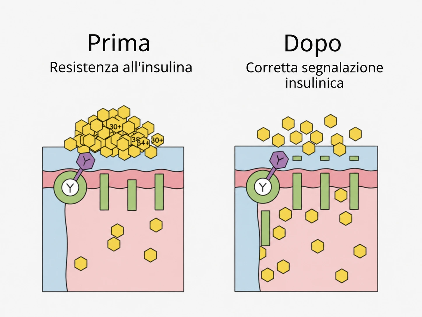 Metabolismo del glucosio